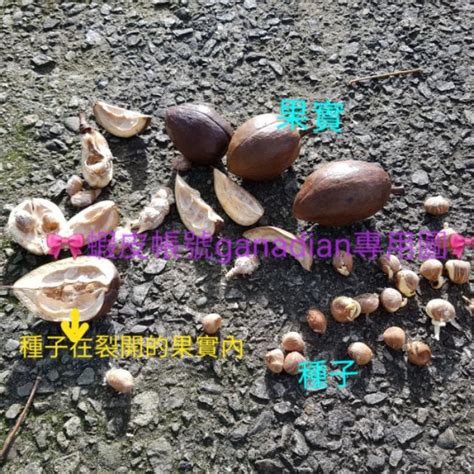 發財樹果實可以吃嗎|發財樹的果實是可以吃的，你知道嗎？榨油保健效果更。